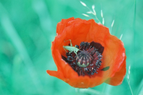 flora_excursie_ted_roetman